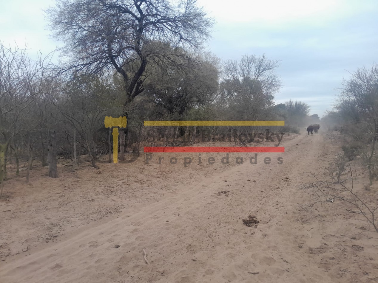 SE VENDE CAMPO DE 100 HA Candelaria San Luis