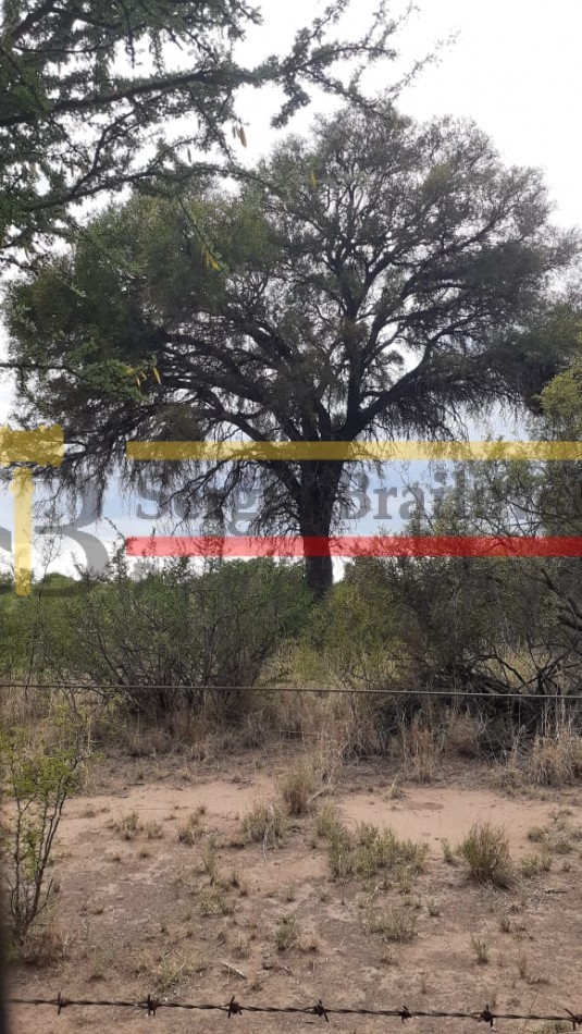 SE VENDE CAMPO DE 150 HA Candelaria San Luis